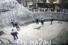 母亲认为“安全”，尽管将小女儿丢进了熊的围栏“刺伤了孩子”